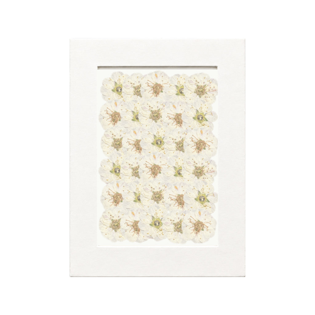 Pressed Flower Plum Blossom, White, 30 pieces in white kraft packaging beneath translucent tracing paper
