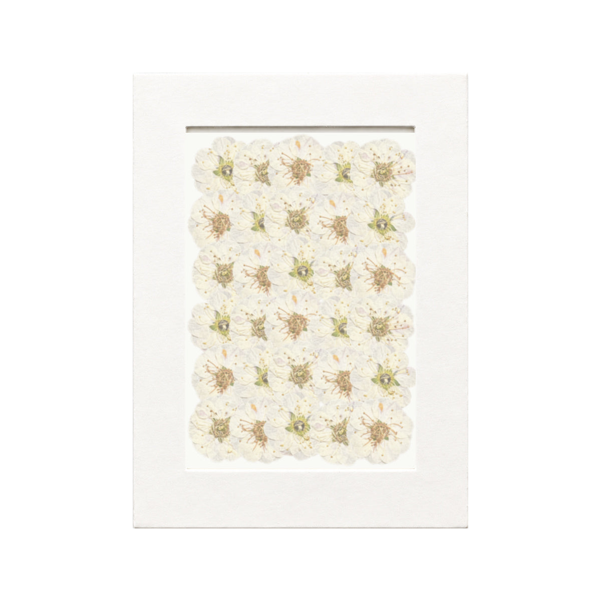 Pressed Flower Plum Blossom, White, 30 pieces in white kraft packaging beneath translucent tracing paper