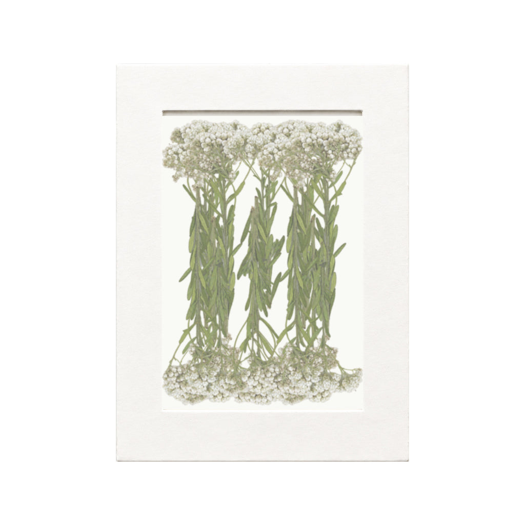 Pressed Rice Flower, White, 20 pieces in white kraft packaging beneath translucent tracing paper