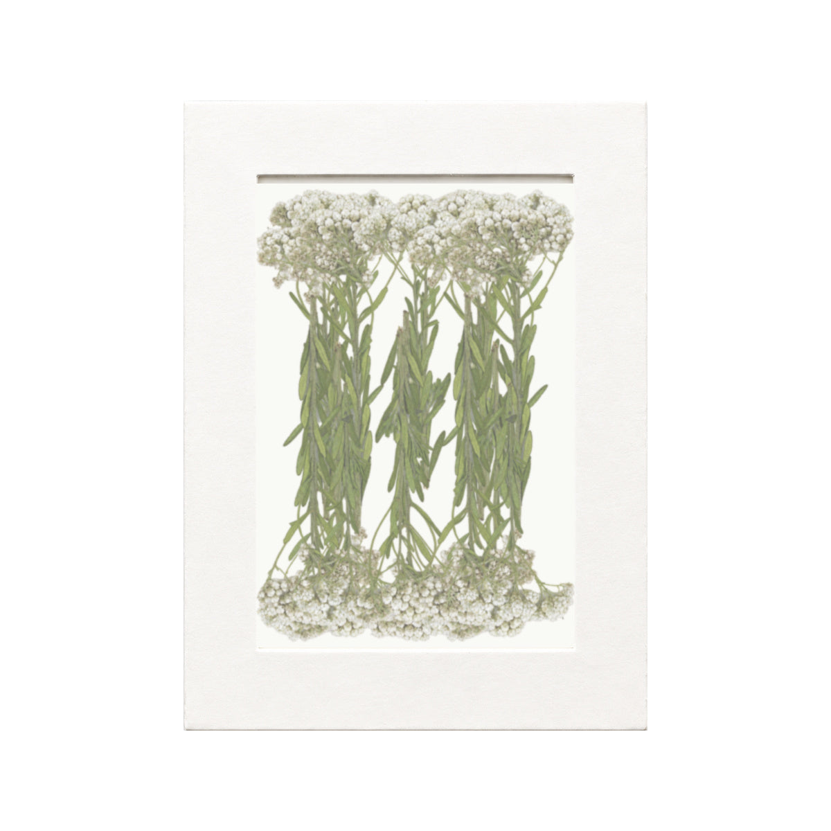 Pressed Rice Flower, White, 20 pieces in white kraft packaging beneath translucent tracing paper