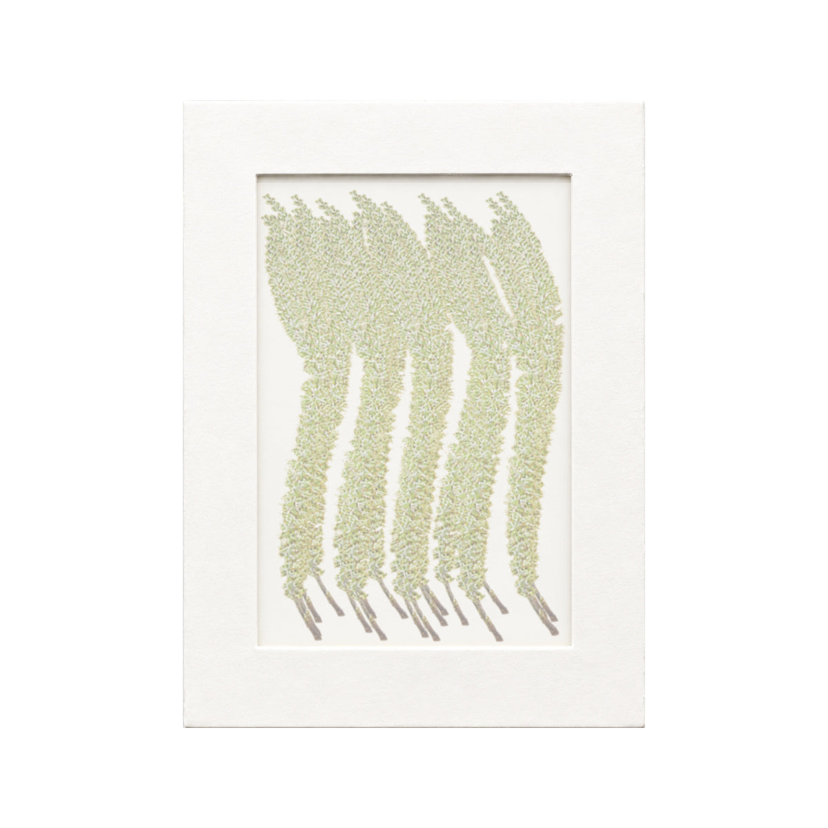 20 pressed Willow stems in white beneath translucent tracing paper