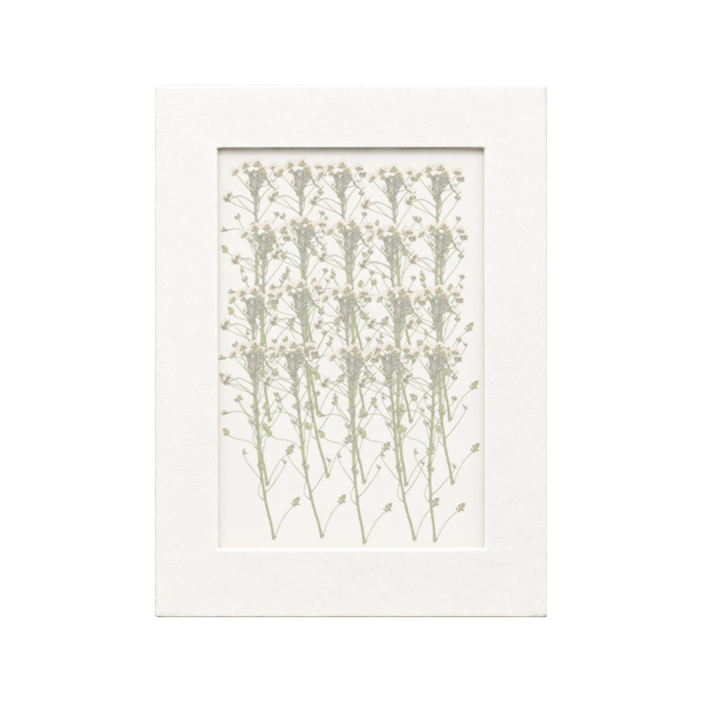 20 pressed Sweet Alyssum stems in white beneath translucent tracing paper