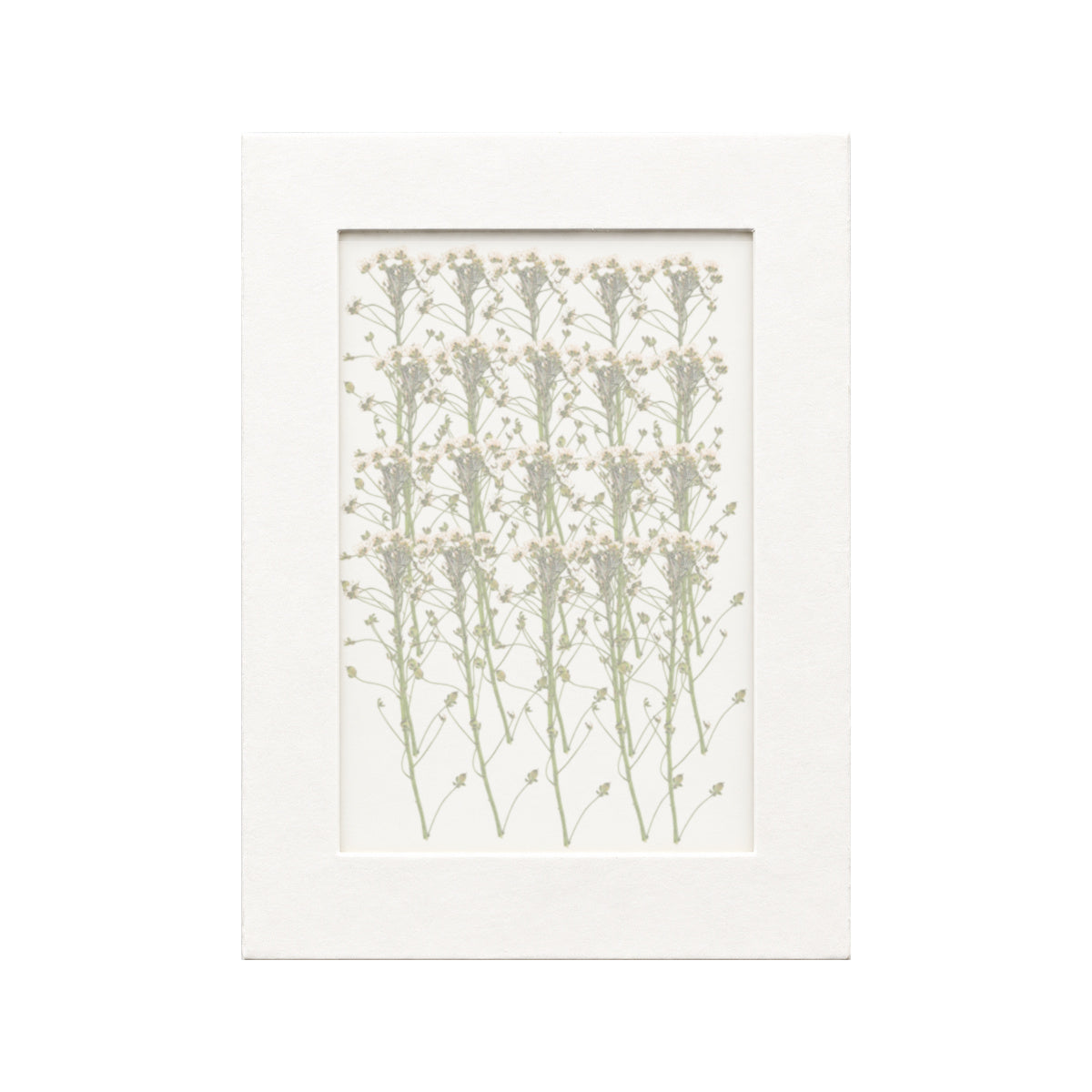 20 pressed Sweet Alyssum stems in white beneath translucent tracing paper