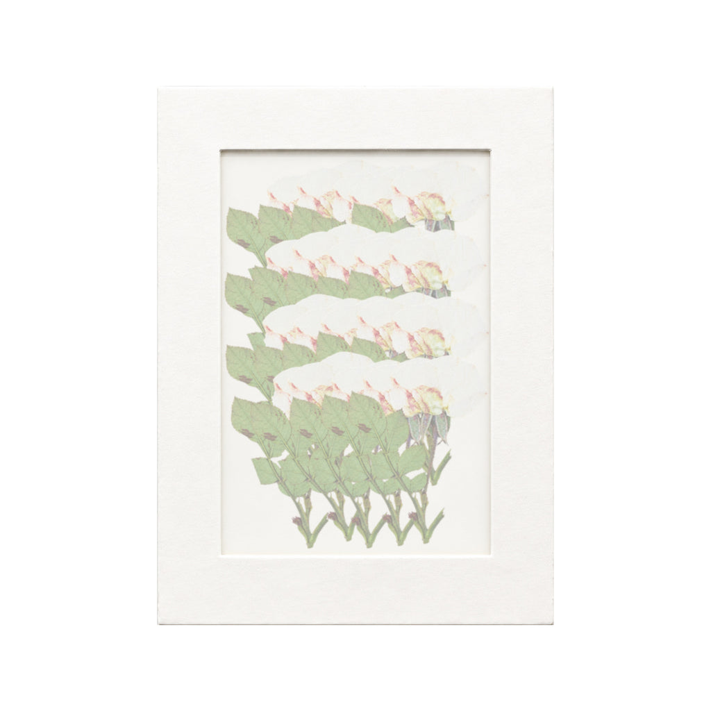20 pressed Rose stems in white beneath translucent tracing paper