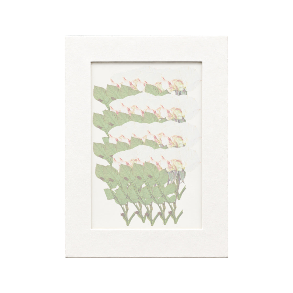 20 pressed Rose stems in white beneath translucent tracing paper