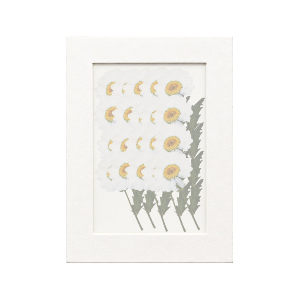 20 pressed Daisy stems in white beneath translucent tracing paper