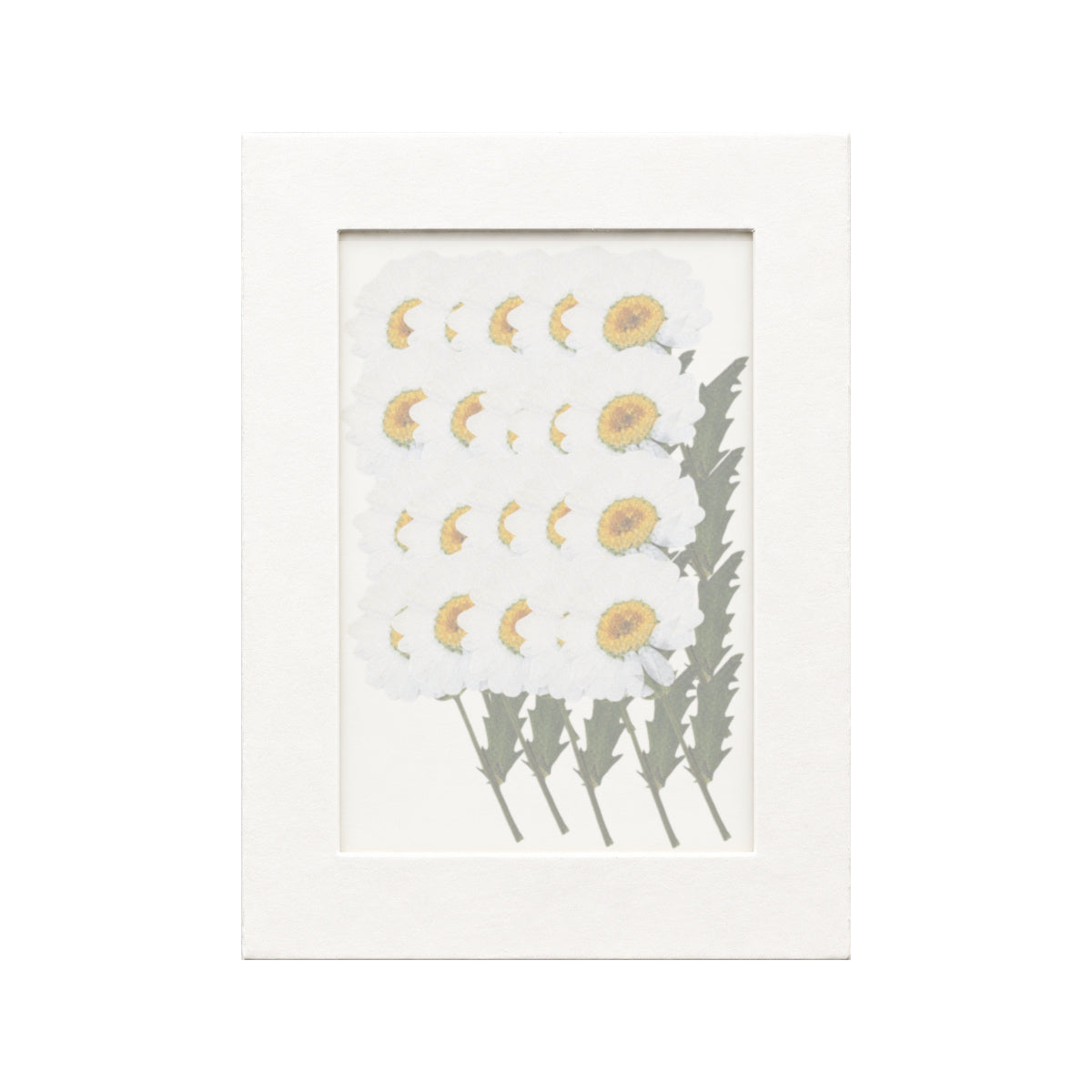 20 pressed Daisy stems in white beneath translucent tracing paper