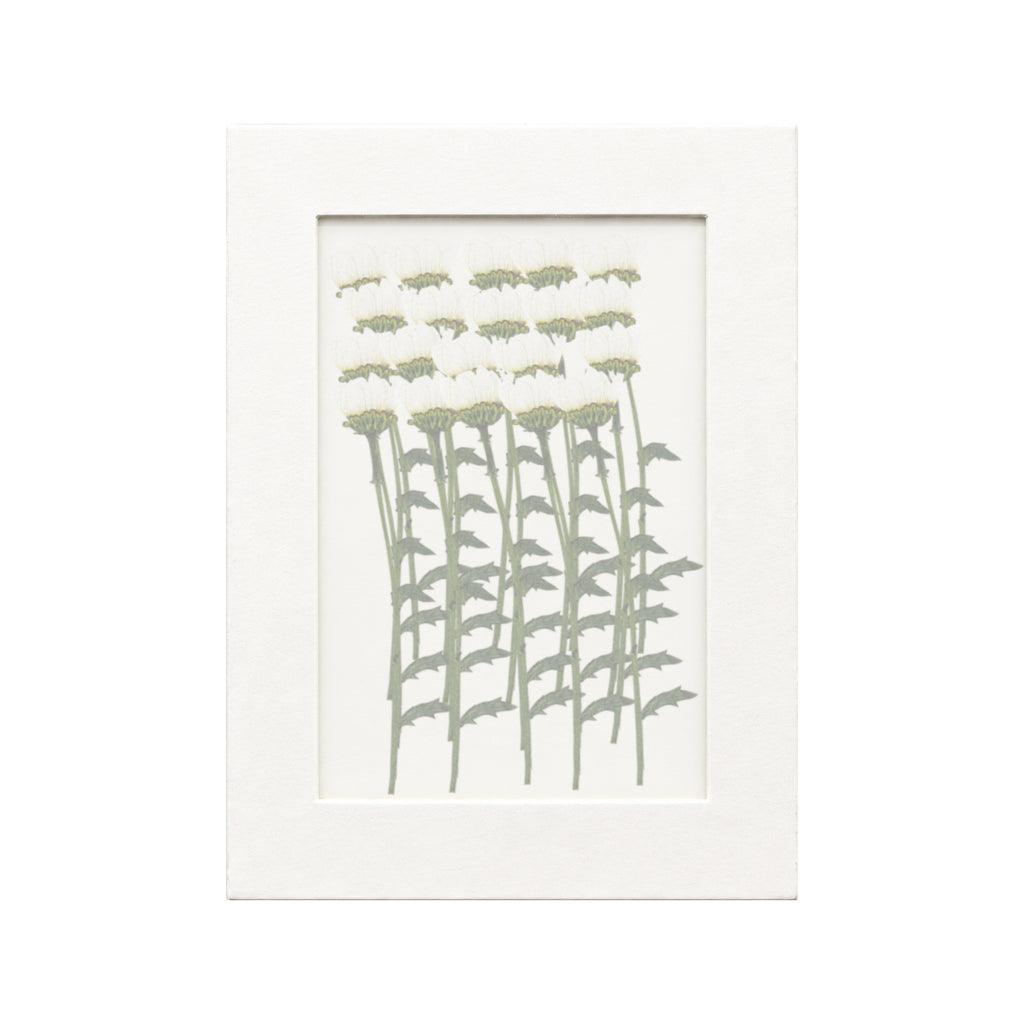 20 pressed Daisy stems in white beneath translucent tracing paper
