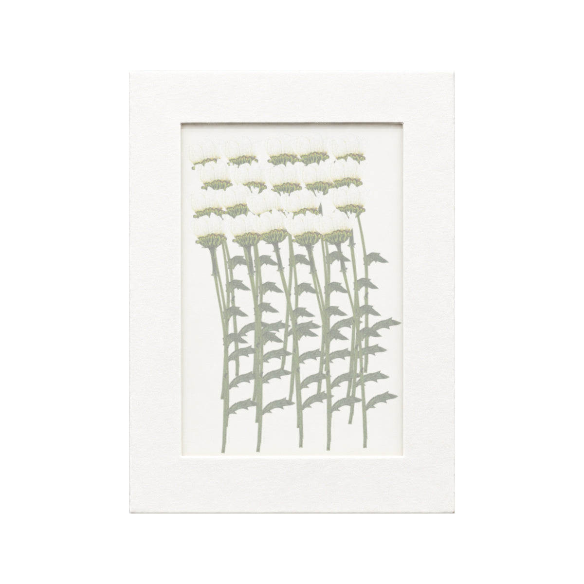 20 pressed Daisy stems in white beneath translucent tracing paper