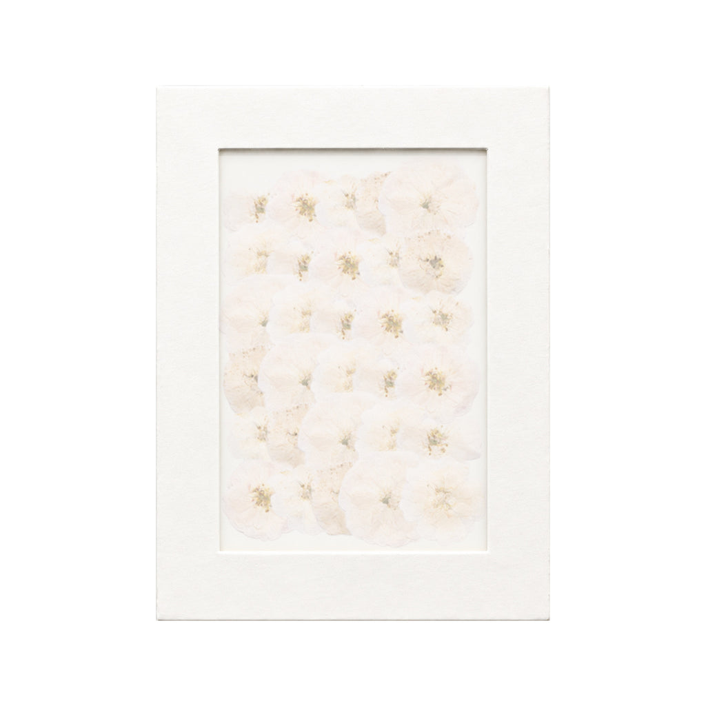 30 pressed Rose pieces in white beneath translucent tracing paper