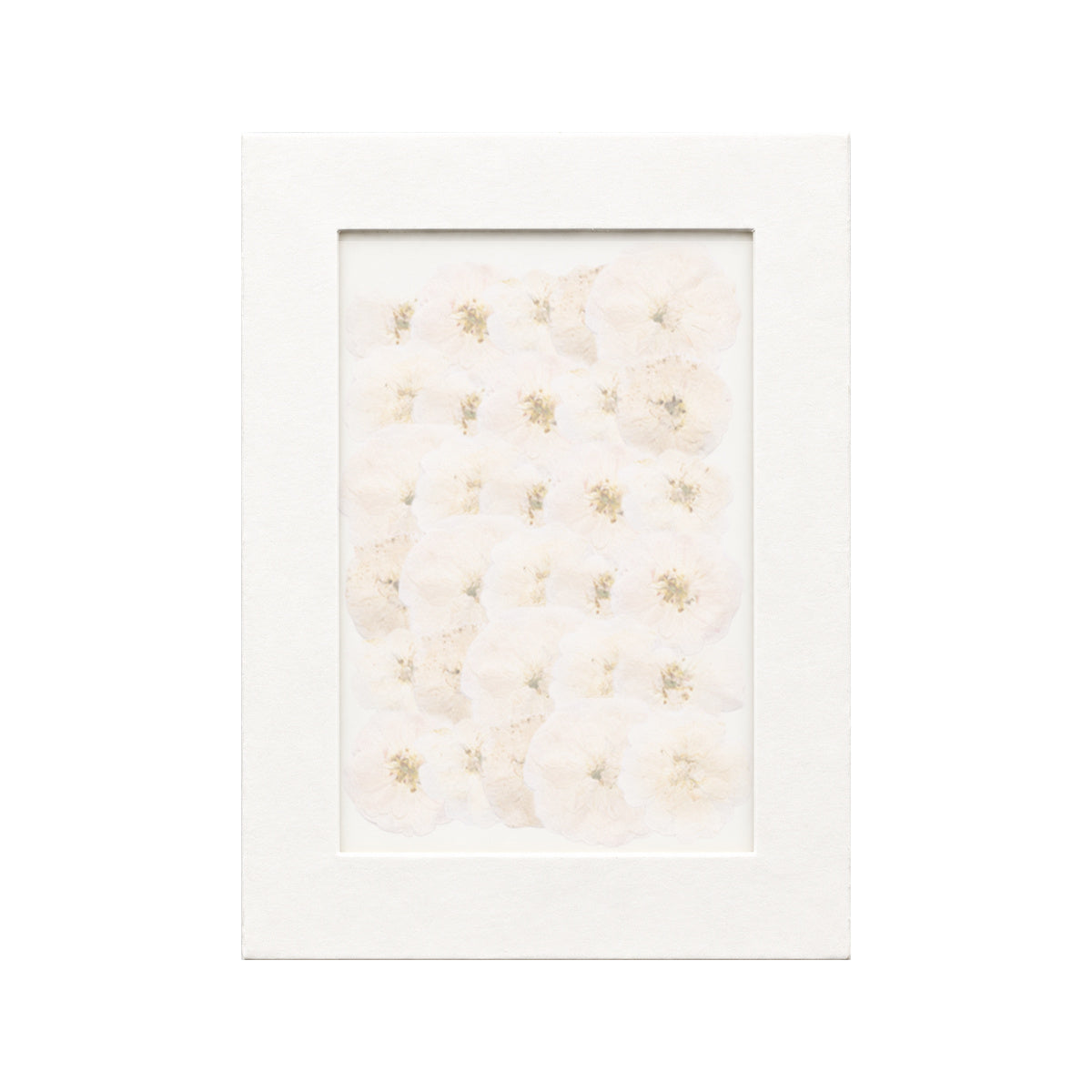 30 pressed Rose pieces in white beneath translucent tracing paper