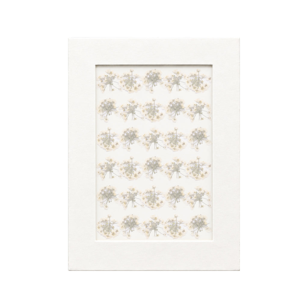 30 pressed Sweet Alyssum pieces in white beneath translucent tracing paper