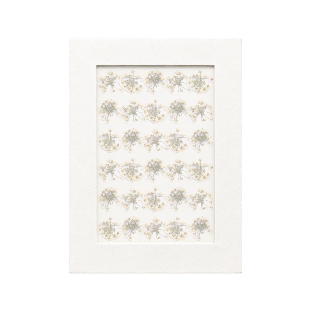 30 pressed Sweet Alyssum pieces in white beneath translucent tracing paper
