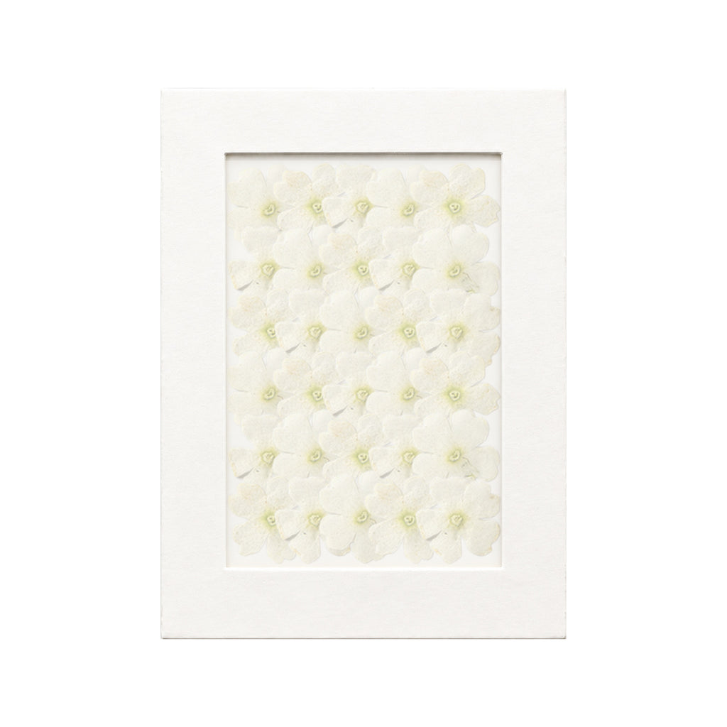 30 pressed Verbena pieces in white beneath translucent tracing paper