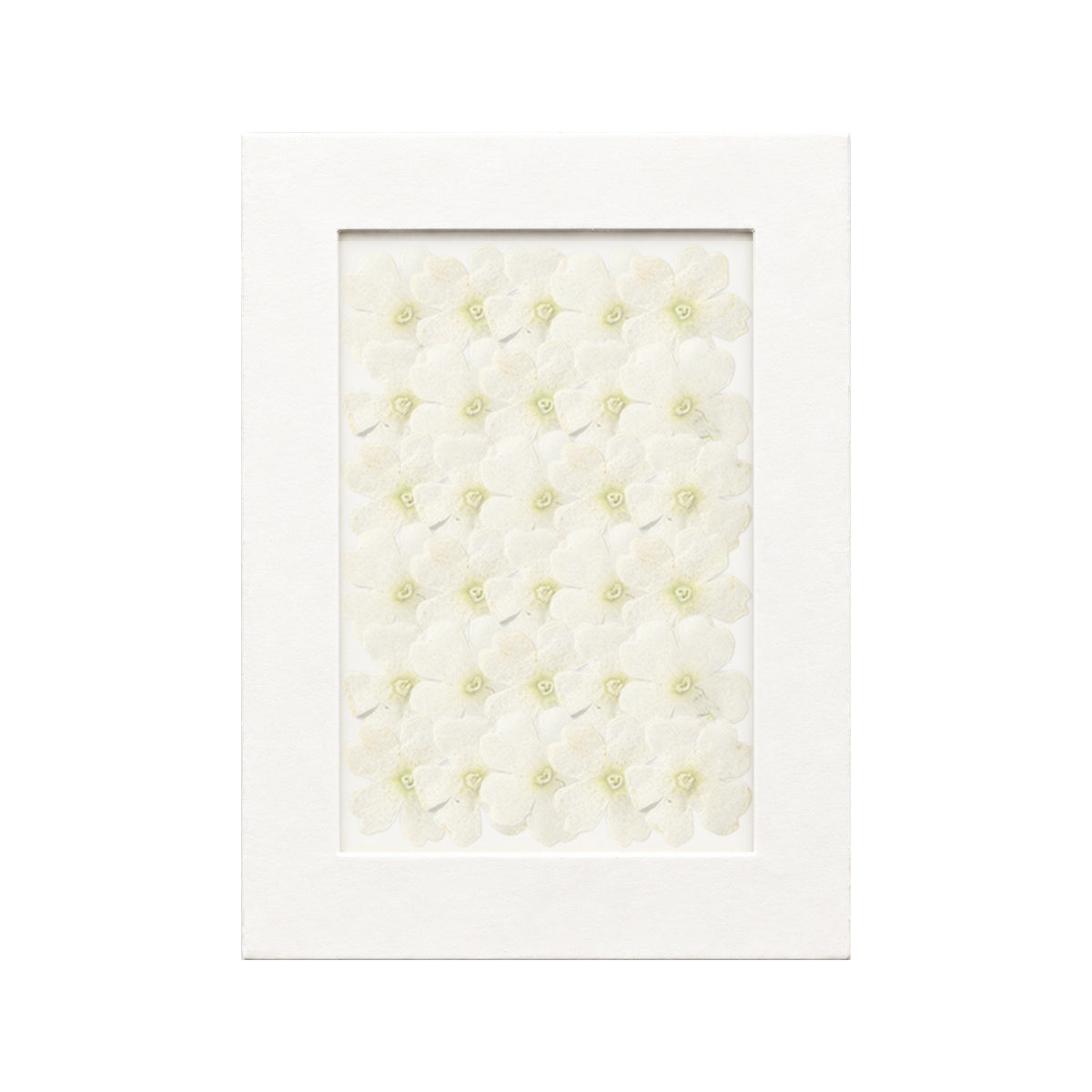 30 pressed Verbena pieces in white beneath translucent tracing paper