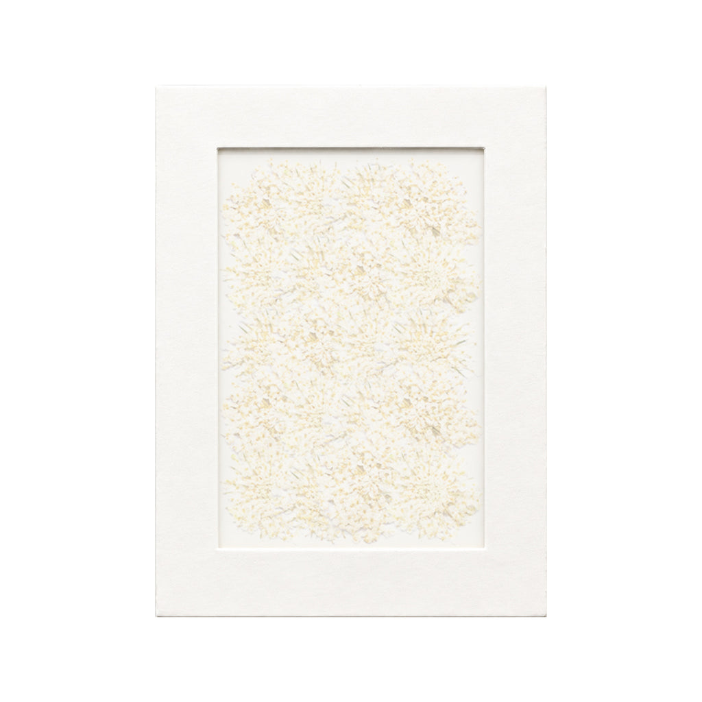 20 pressed Blue Lace Flower pieces in white beneath translucent tracing paper