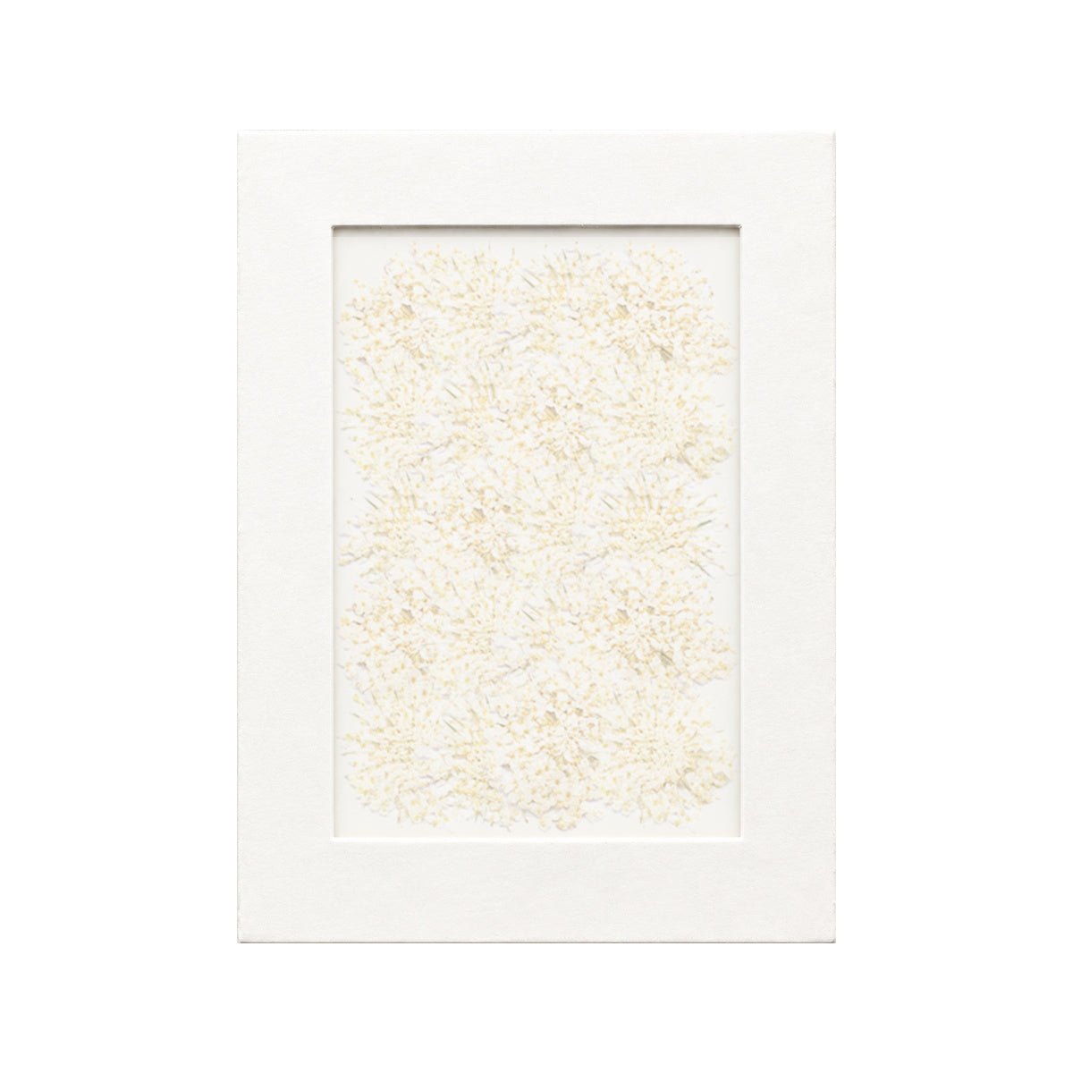 20 pressed Blue Lace Flower pieces in white beneath translucent tracing paper