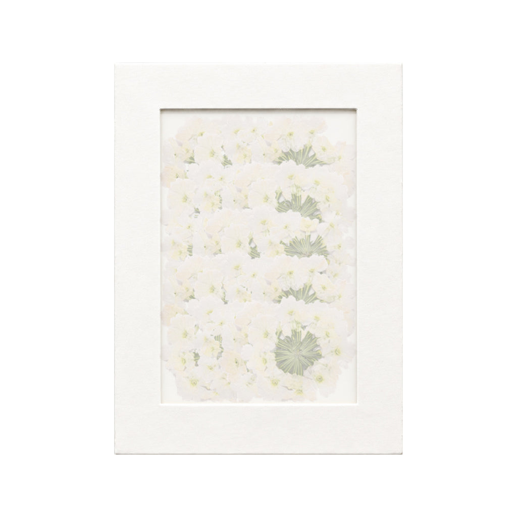 20 pressed Verbena pieces in white beneath translucent tracing paper