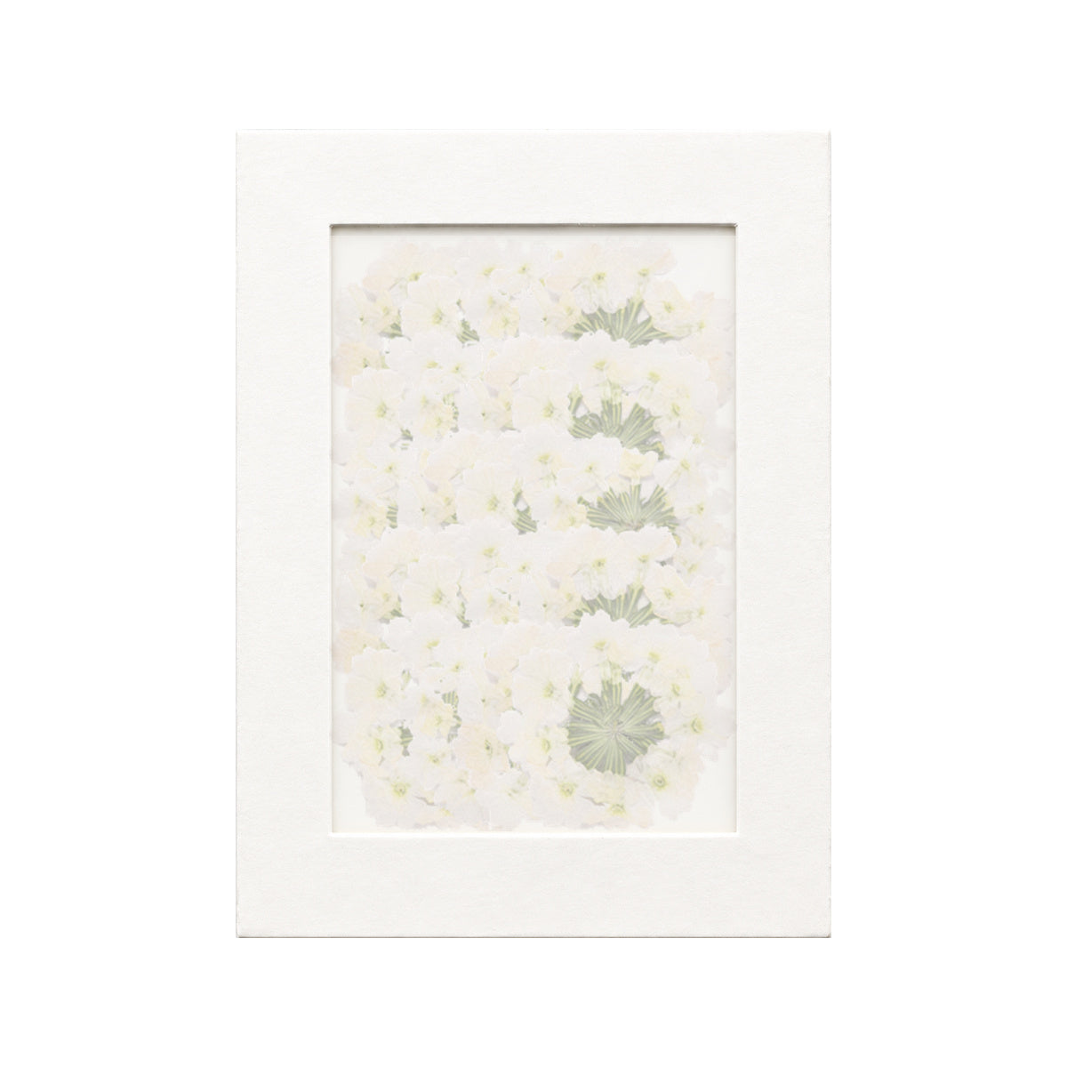 20 pressed Verbena pieces in white beneath translucent tracing paper
