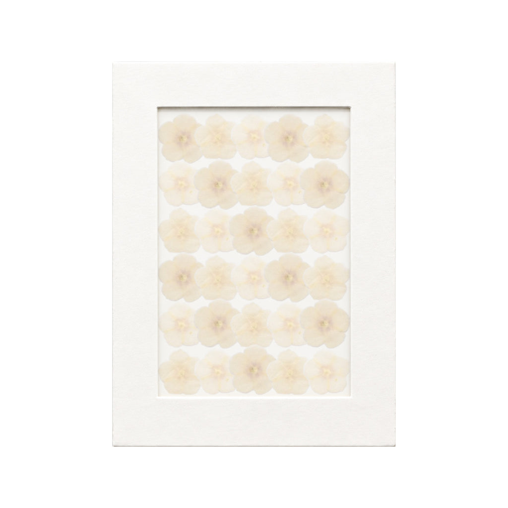 30 pressed Phlox pieces in white beneath translucent tracing paper