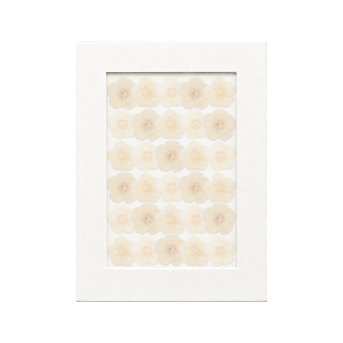 30 pressed Phlox pieces in white beneath translucent tracing paper