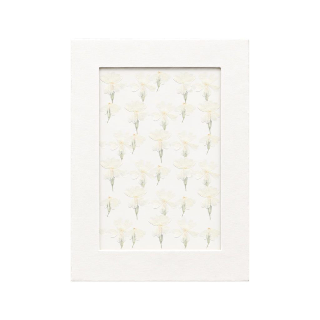 30 pressed Phlox pieces in white beneath translucent tracing paper