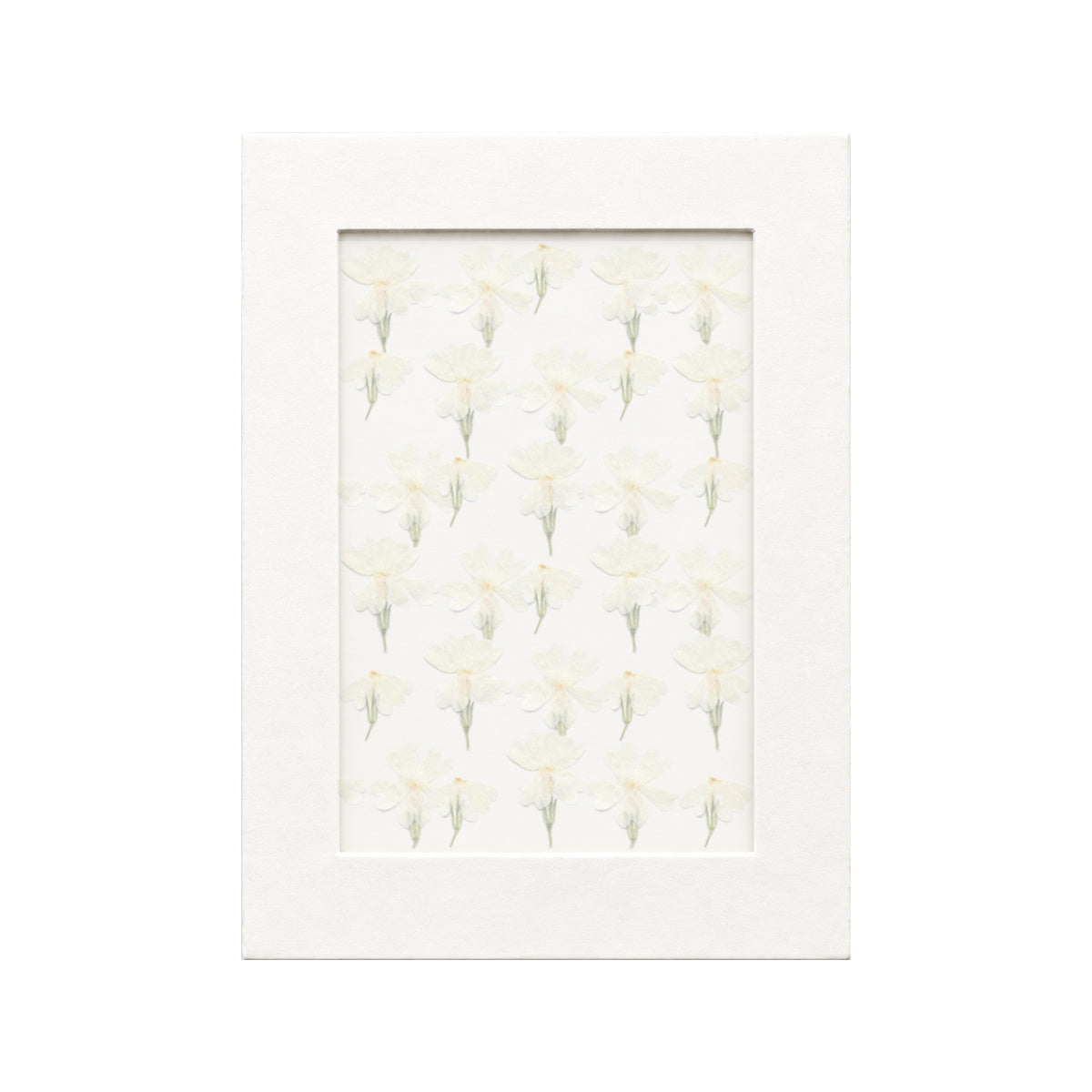 30 pressed Phlox pieces in white beneath translucent tracing paper