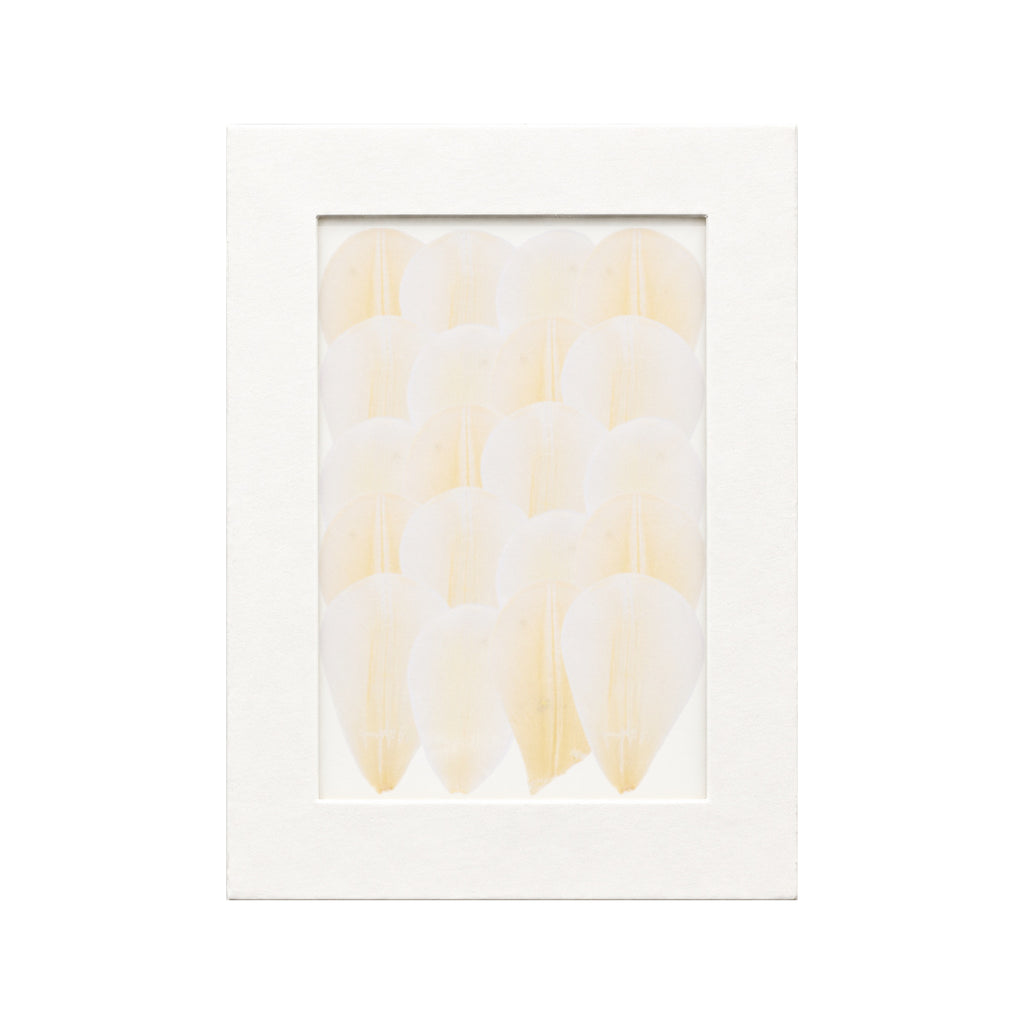 20 pressed Tulip Petals pieces in white beneath translucent tracing paper