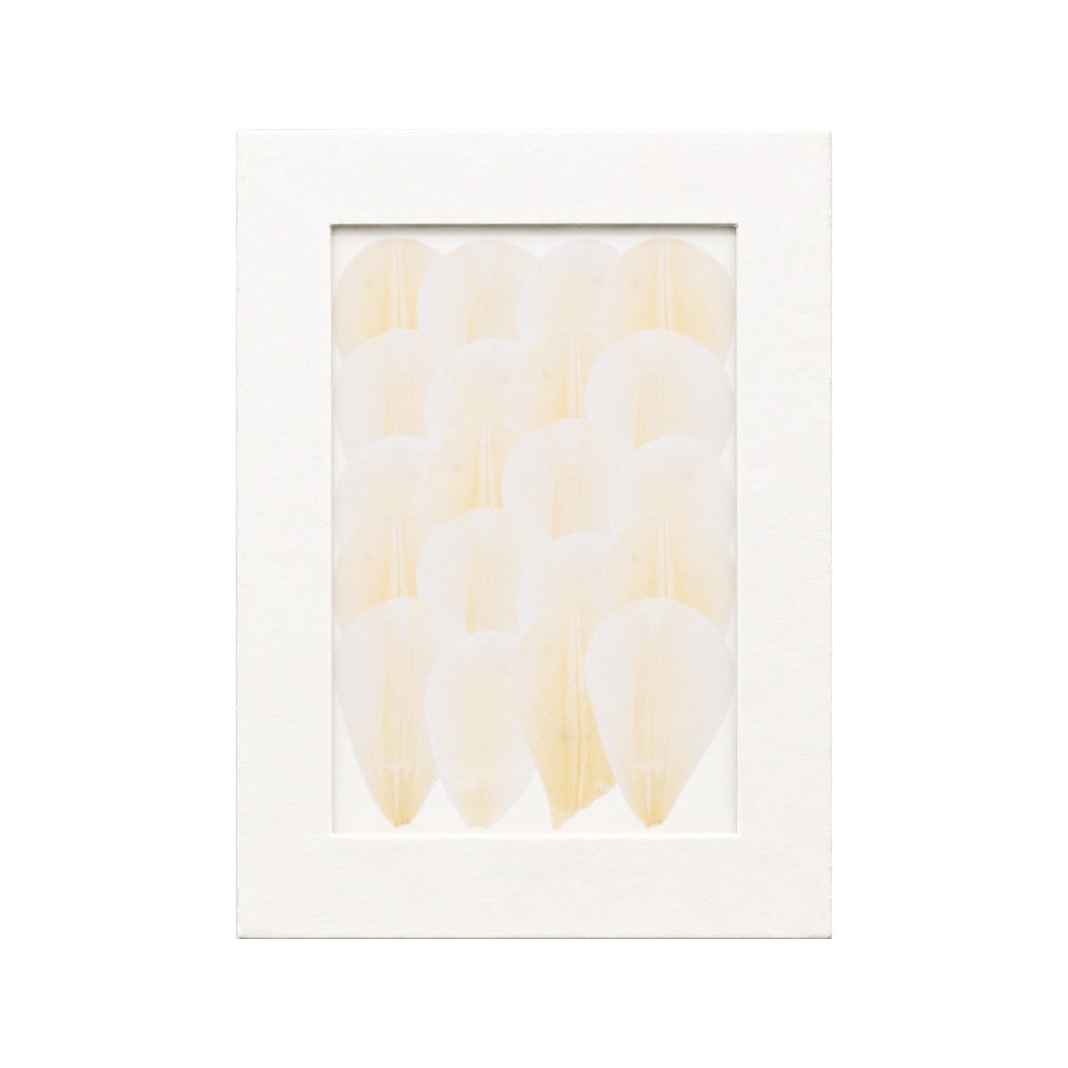 20 pressed Tulip Petals pieces in white beneath translucent tracing paper