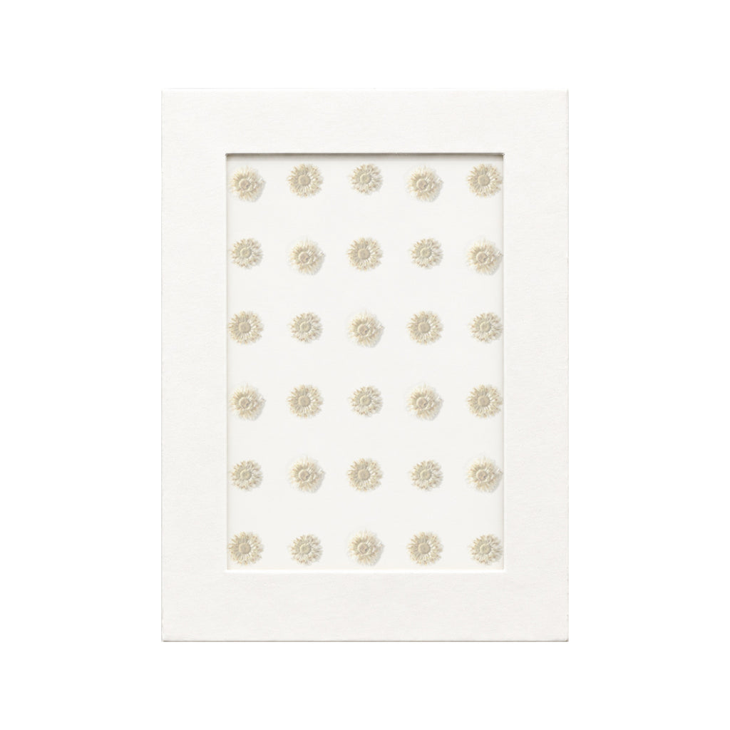 30 pressed Pearly Everlasting pieces in white beneath translucent tracing paper