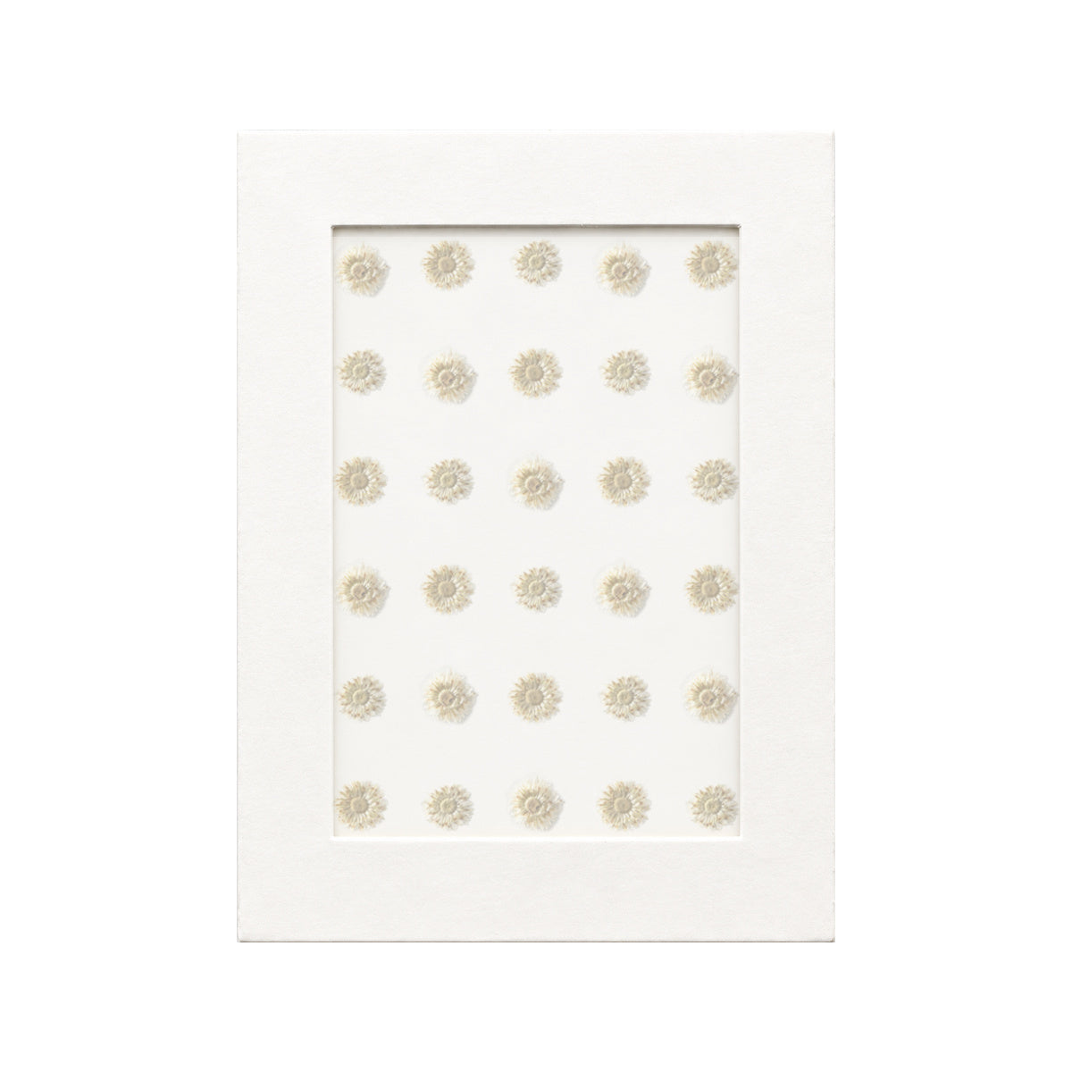 30 pressed Pearly Everlasting pieces in white beneath translucent tracing paper