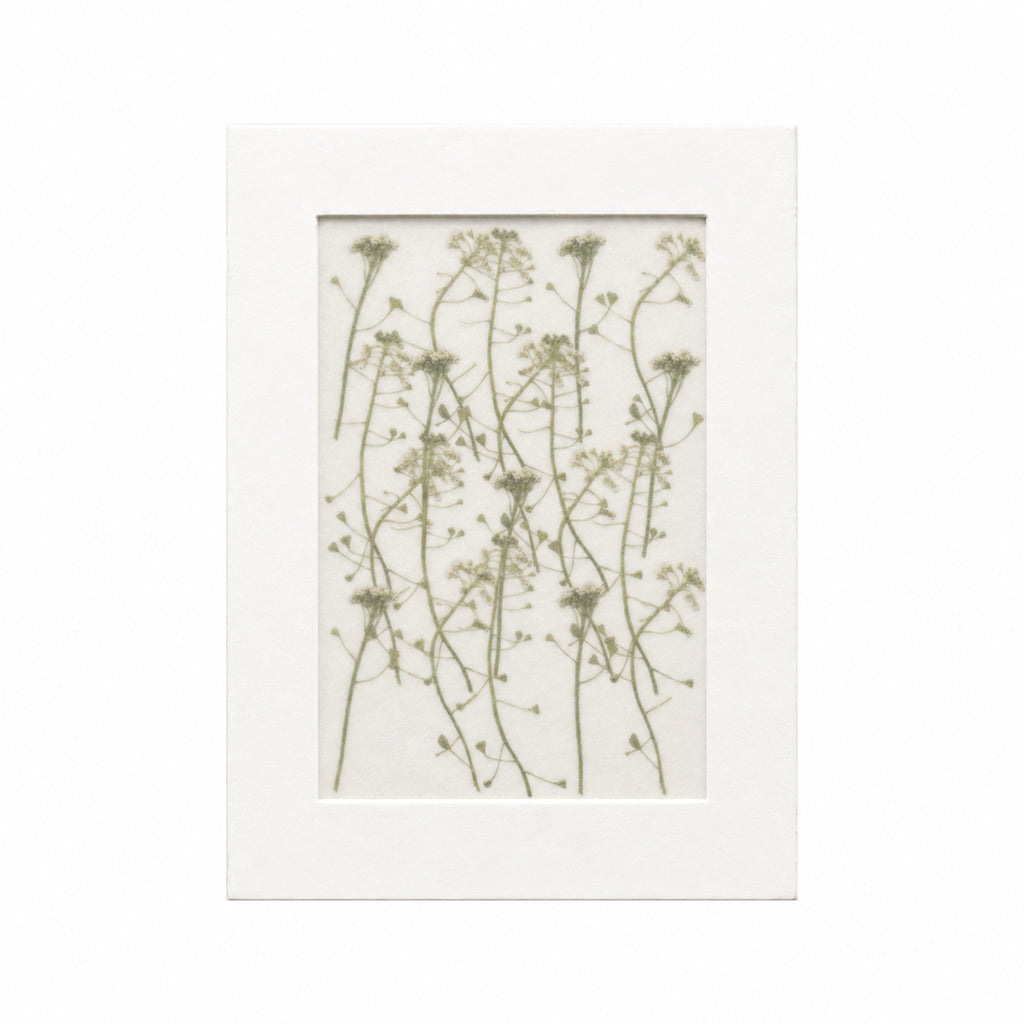 20 pressed Shepherds Purse flowers with stems in white beneath translucent tracing paper