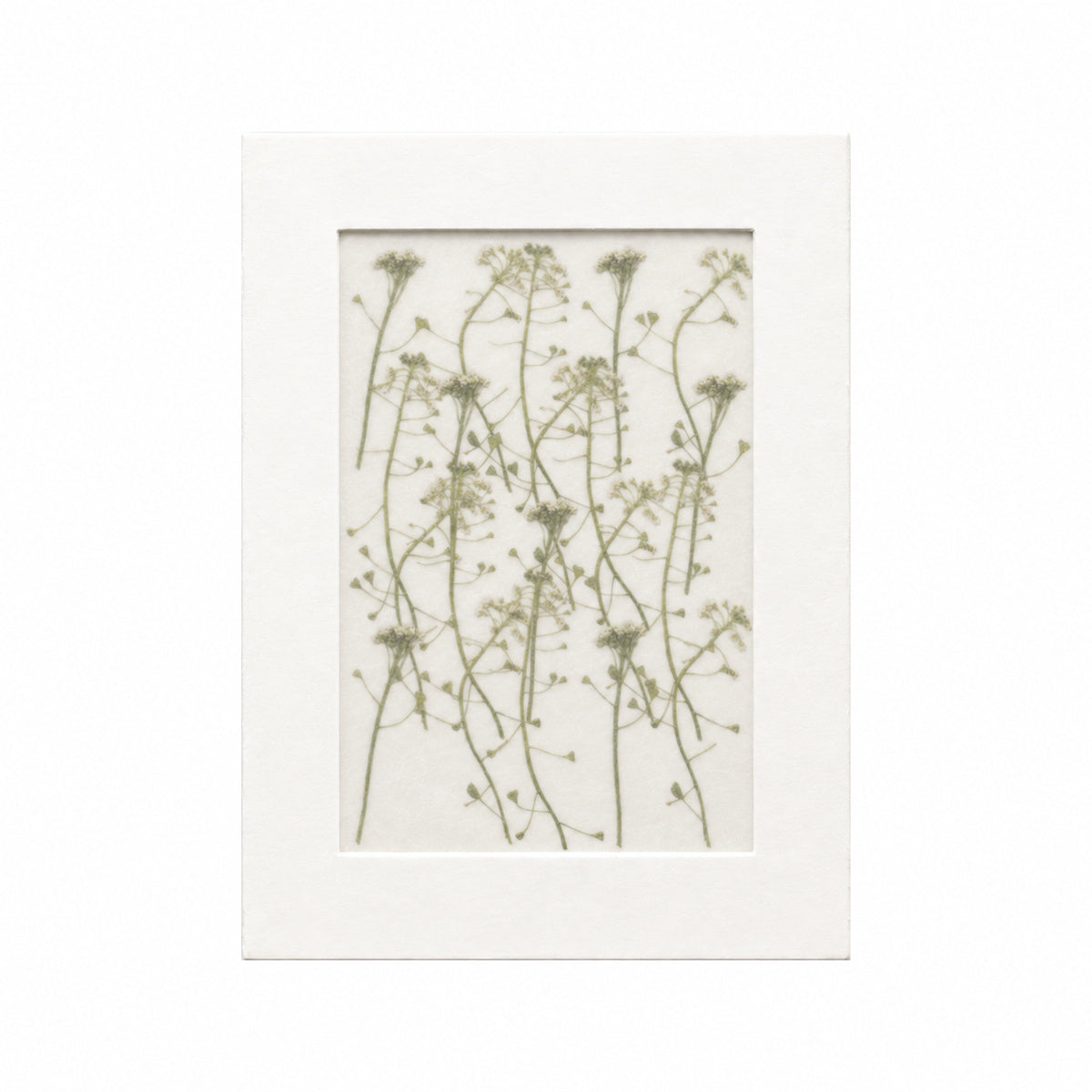 20 pressed Shepherds Purse flowers with stems in white beneath translucent tracing paper