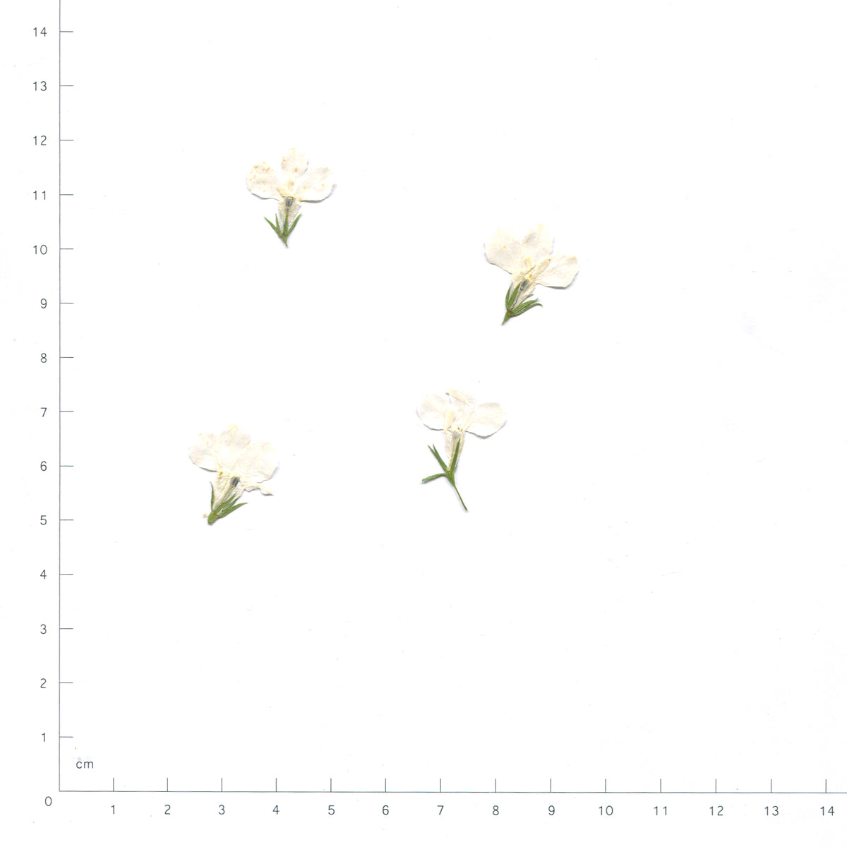White pressed flower lobelia on a measurement grid