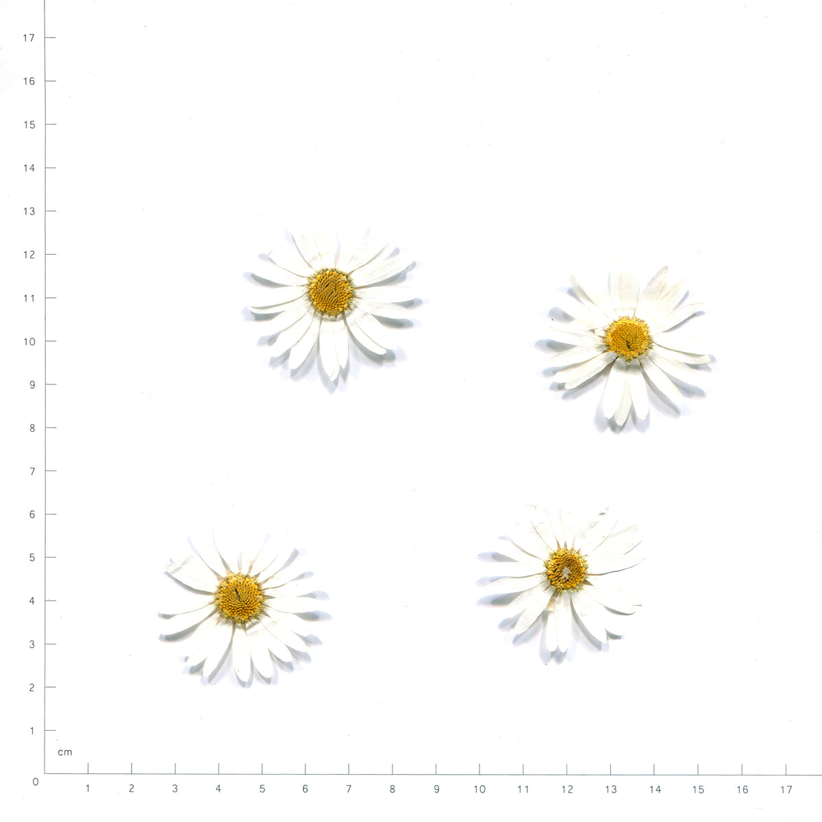 White pressed flower daisy on a measurement grid