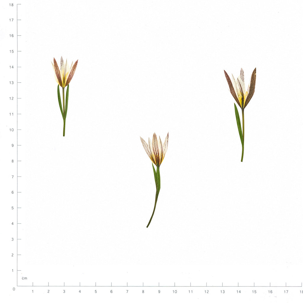 Pressed Flower Amana, White beside a 180 mm ruler