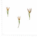 Pressed Flower Amana, White beside a 180 mm ruler