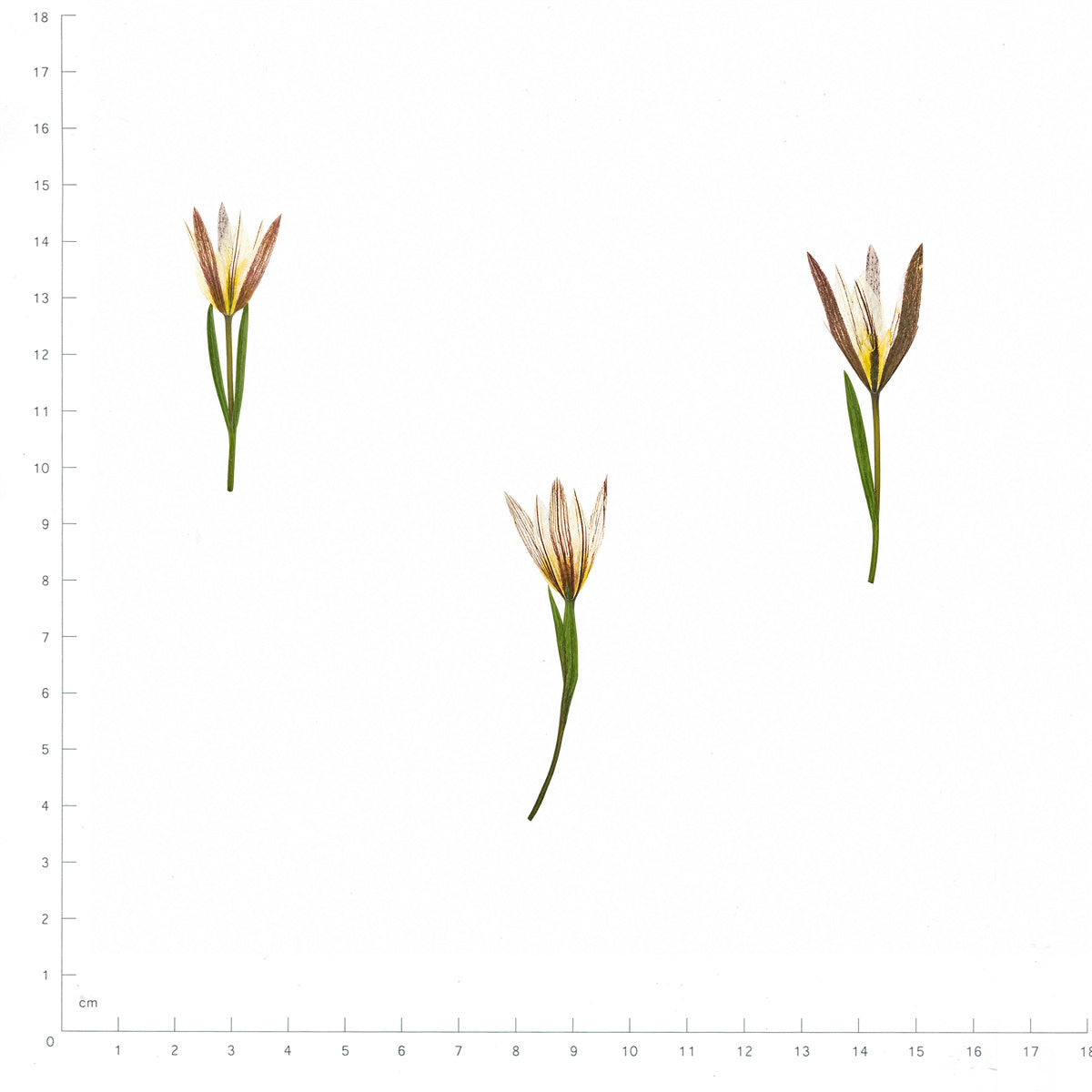 Pressed Flower Amana, White beside a 180 mm ruler