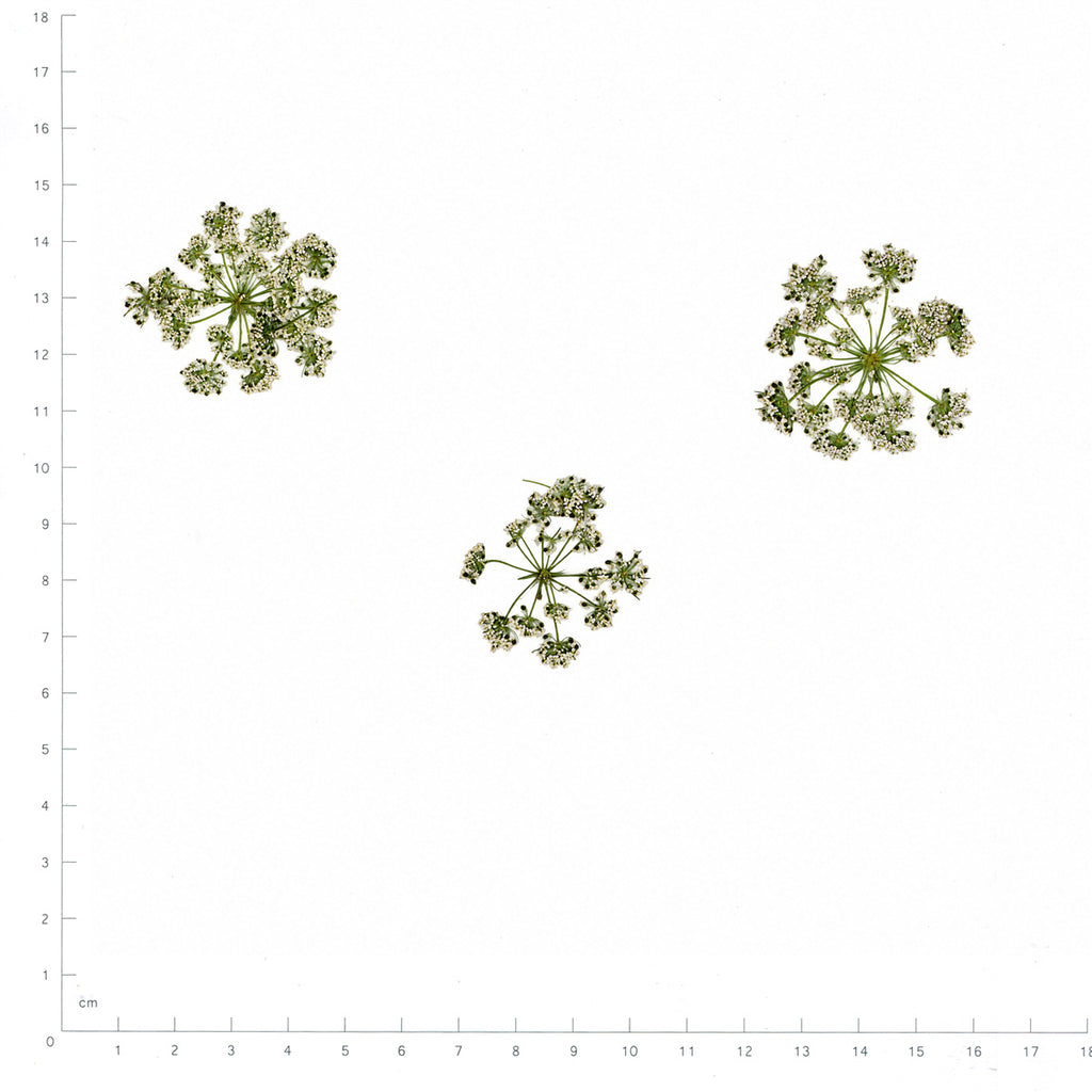 Pressed Flower Cnidium, White beside an 18 cm ruler