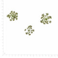 Pressed Flower Cnidium, White beside an 18 cm ruler