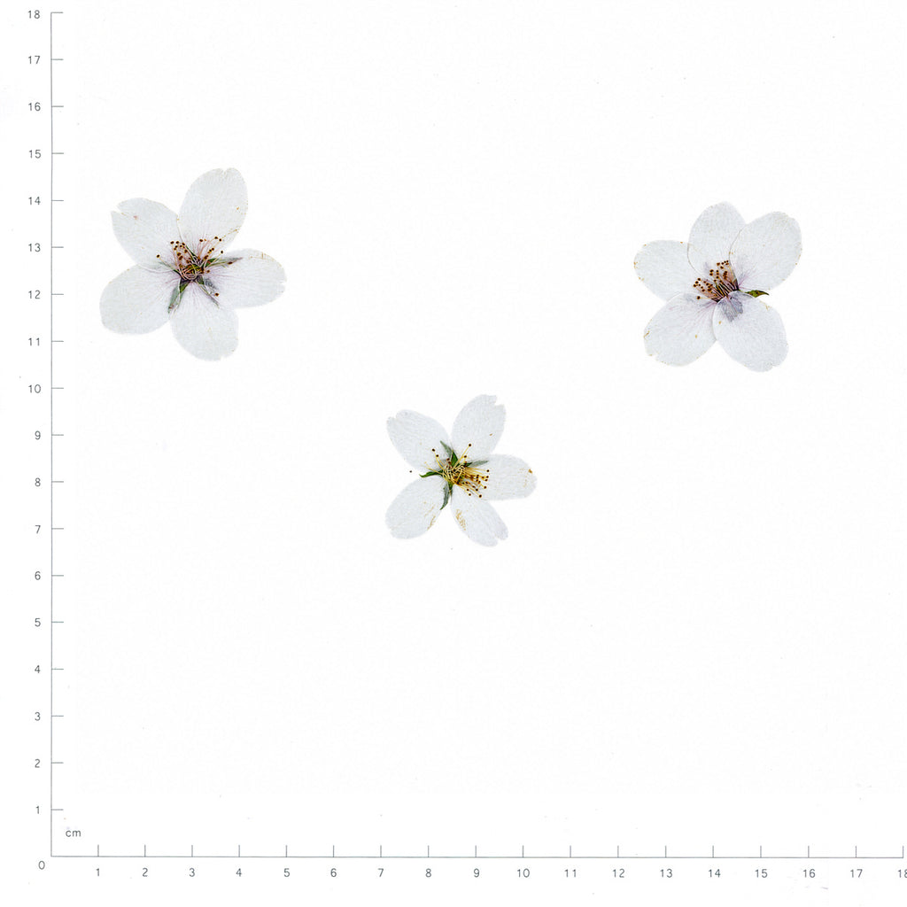 Pressed Flower Cherry Blossom, White beside an 18 cm ruler