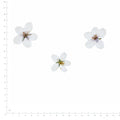Pressed Flower Cherry Blossom, White beside an 18 cm ruler