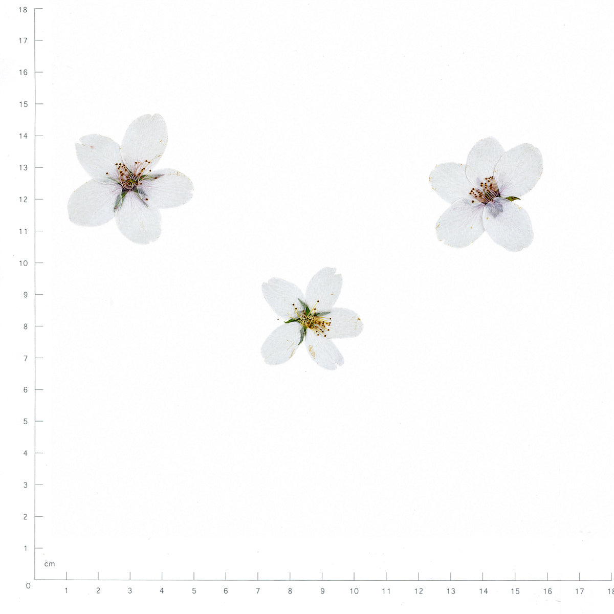 Pressed Flower Cherry Blossom, White beside an 18 cm ruler