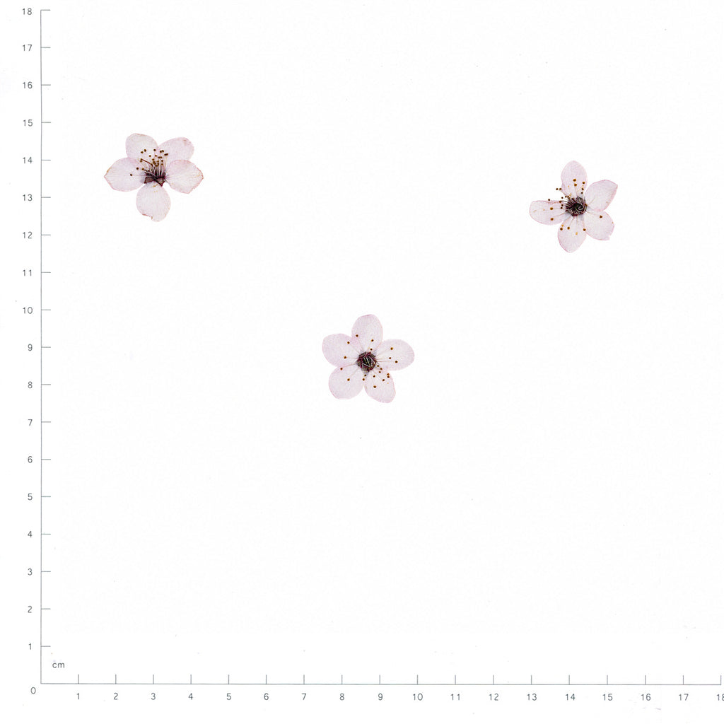 Pressed Flower Plum Blossom, White beside an 18 cm ruler