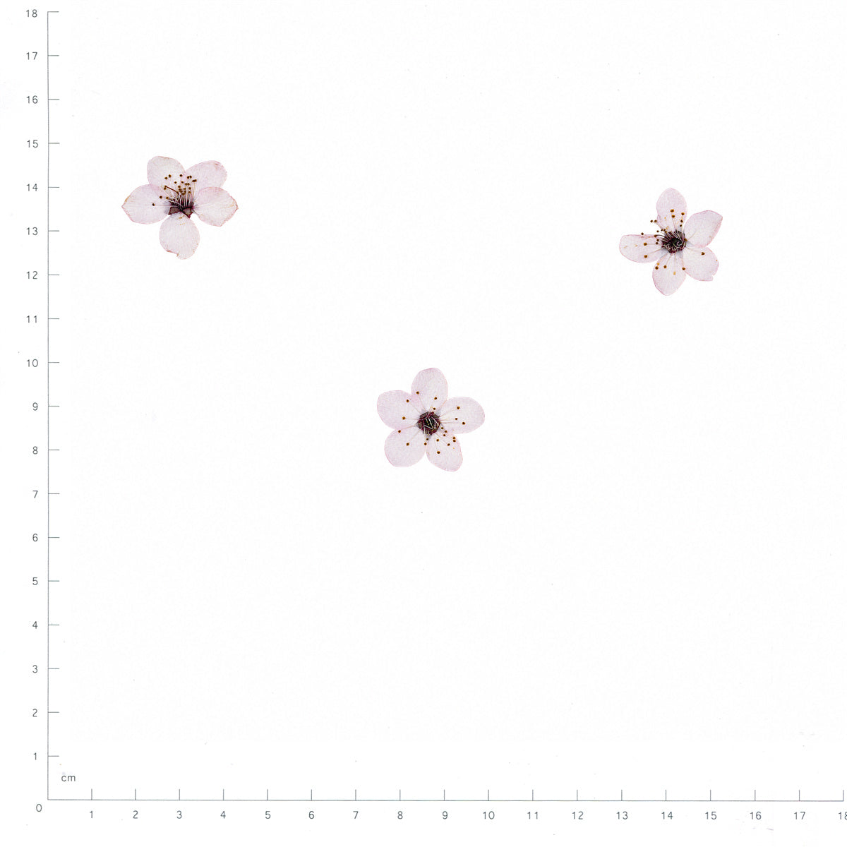 Pressed Flower Plum Blossom, White beside an 18 cm ruler