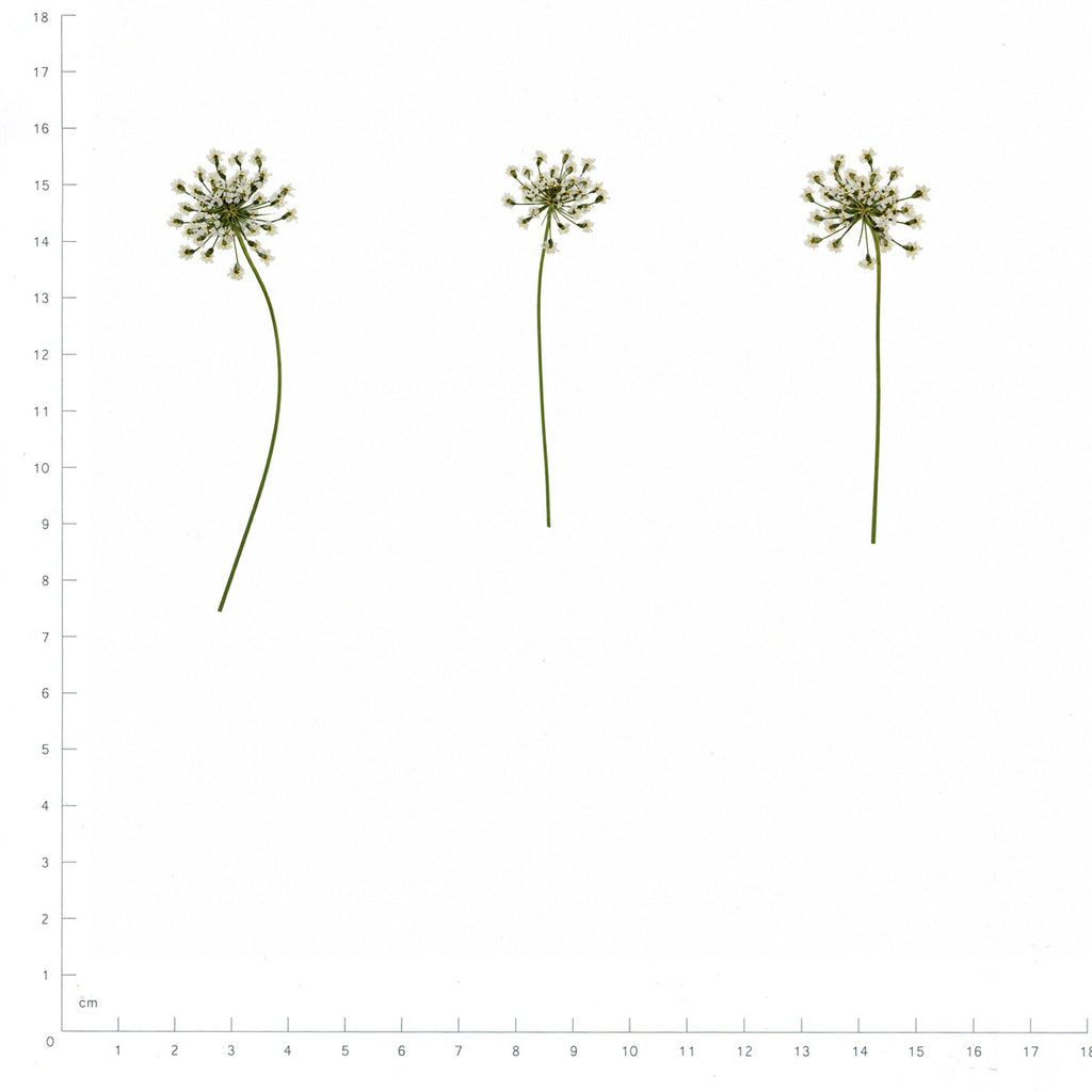 Pressed Flower Lace Flower, White beside a 180 mm ruler