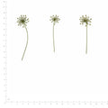 Pressed Flower Lace Flower, White beside a 180 mm ruler