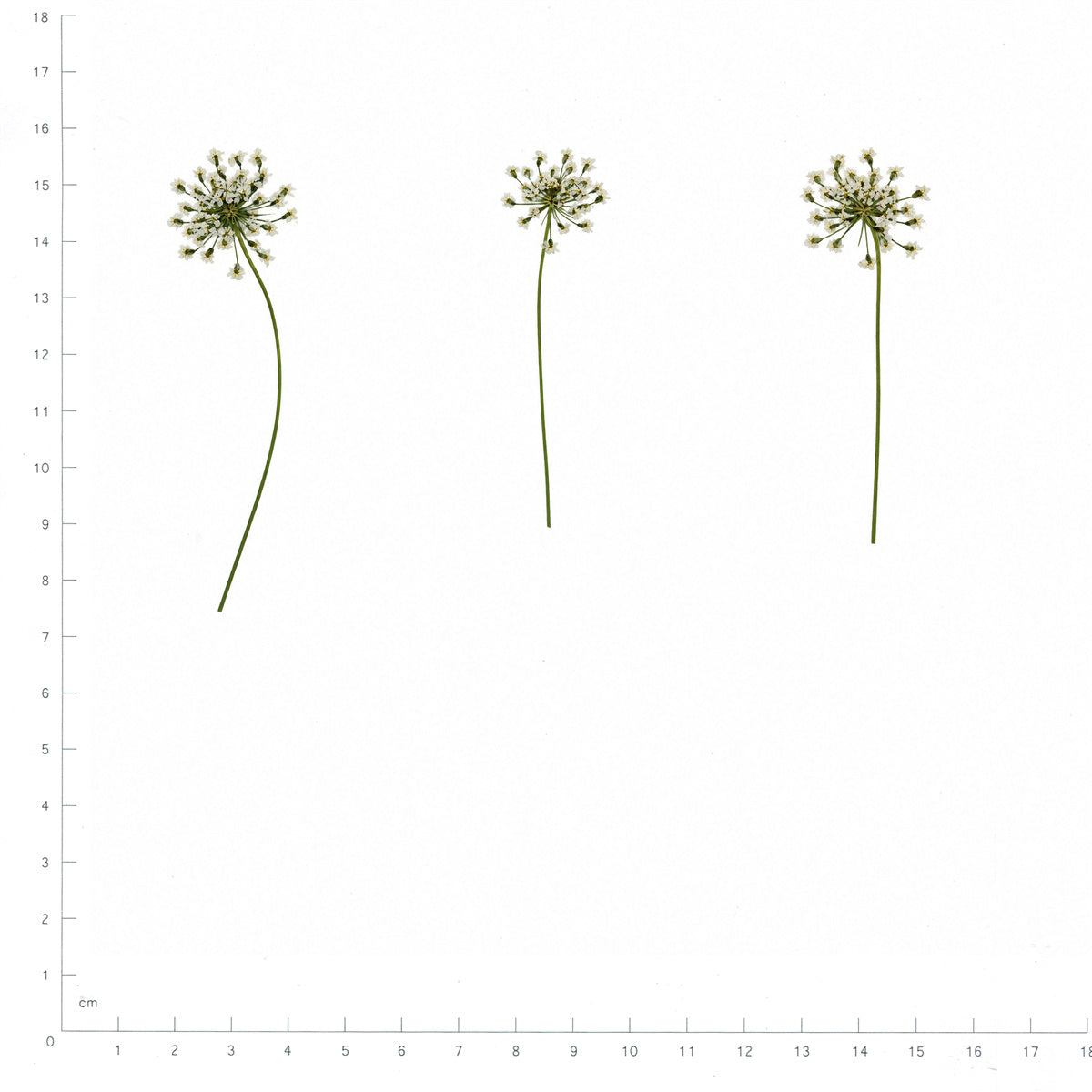 Pressed Flower Lace Flower, White beside a 180 mm ruler