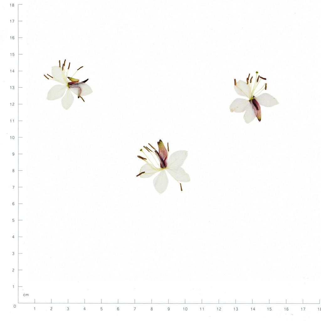 Pressed Flower Gaura, White beside a 180 mm ruler