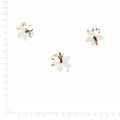 Pressed Flower Gaura, White beside a 180 mm ruler